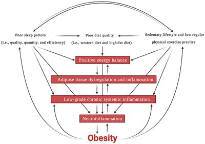 Does Modern Lifestyle Favor Neuroimmunometabolic Changes? A Path to Obesity